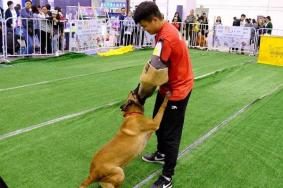 2019亚洲宠物展反恐特战犬时间+地点+活动看点