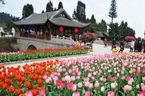 2019成都花舞人间门票价格+全年花期+必玩项目