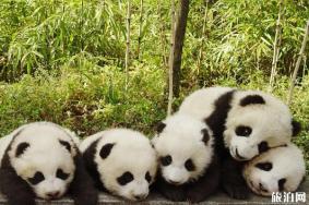 中国大熊猫保护研