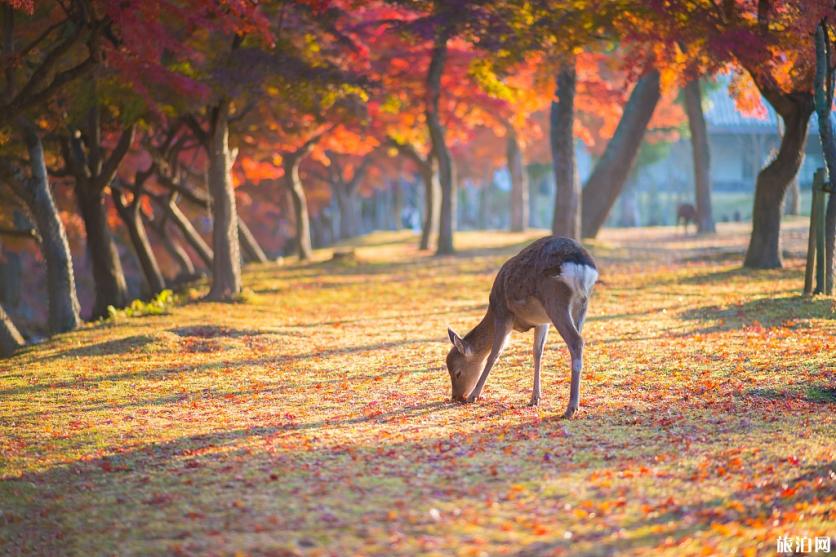 日本最佳旅游月份 日本什么时候去最好