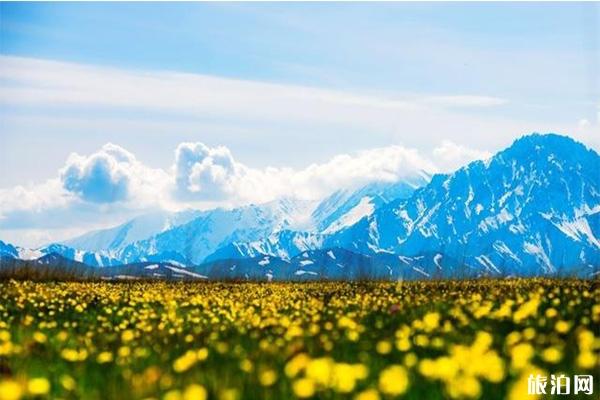 新疆六大花海 新疆最值去的花节有哪些
