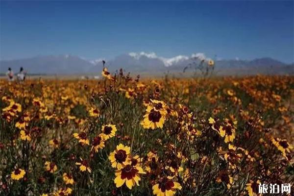 新疆六大花海 新疆最值去的花节有哪些