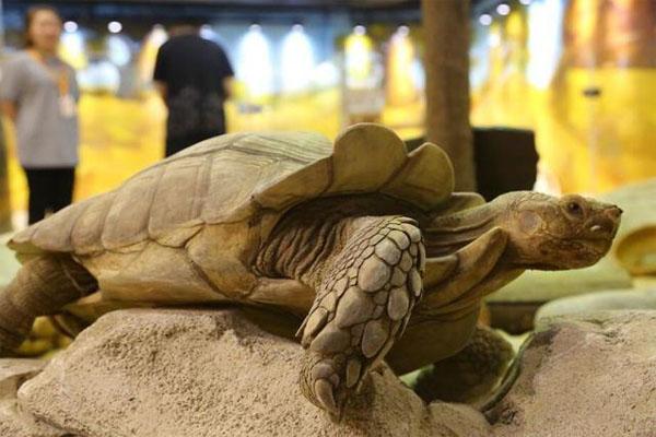 重慶大耳朵口袋動物園在哪里  門票價格有什么優惠