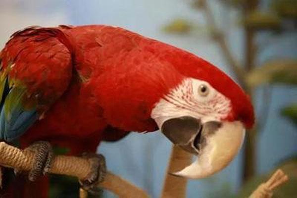 重慶大耳朵口袋動物園在哪里  門票價格有什么優惠