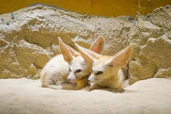 重慶大耳朵口袋動物園在哪里  門票價格有什么優惠