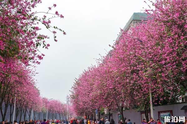 广西柳州紫荆花最佳欣赏线路