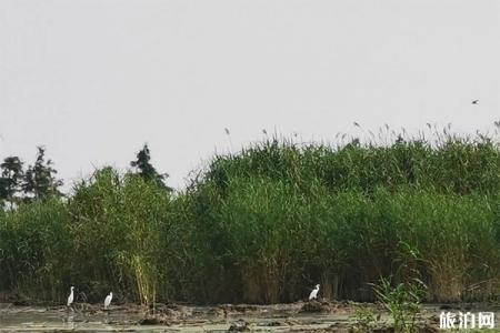 扬州高邮湖芦苇荡湿地公园门票+怎么去