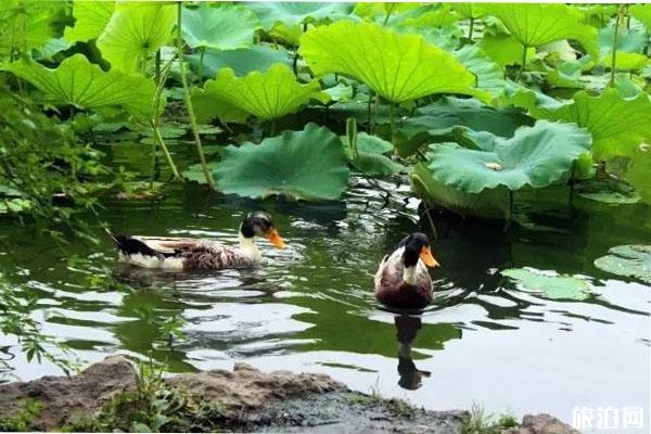 扬州高邮湖芦苇荡湿地公园门票+怎么去
