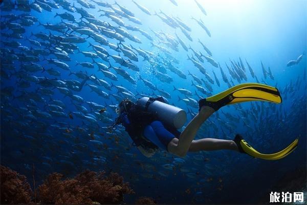 学潜水需要准备什么 学潜水的准备建议