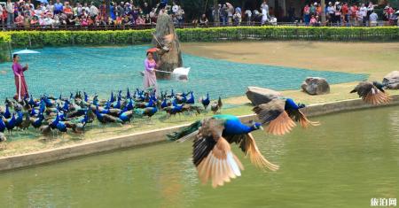 云南西双版纳最佳旅游时间 西双版纳必游旅游景点