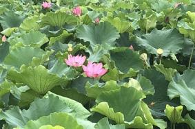 苏州荷塘月色湿地公园好玩吗 门票多少钱