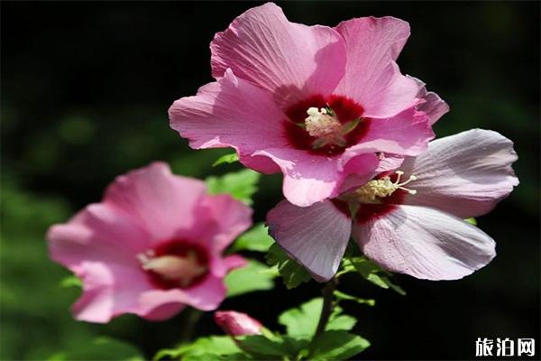 上海植物园夏季花展有什么花