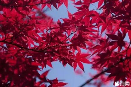 北海道红叶观赏之旅景点推荐