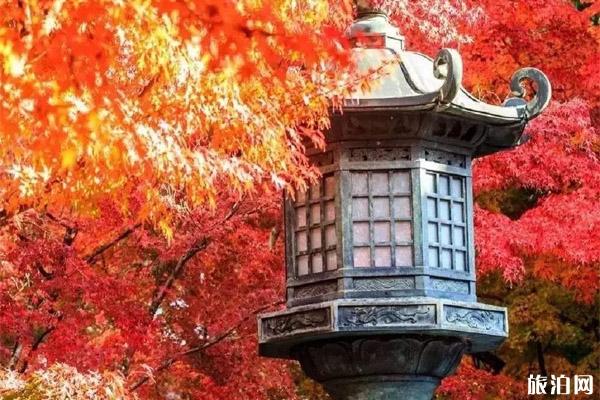 京都红叶季19时间 哪里最好看 热备资讯