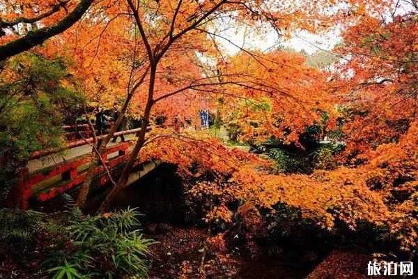 京皆白叶季2019时候+那里最皆雅