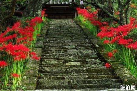 苏州秋季赏花景点介绍