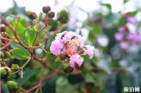 滨湖秋季赏花地点推荐