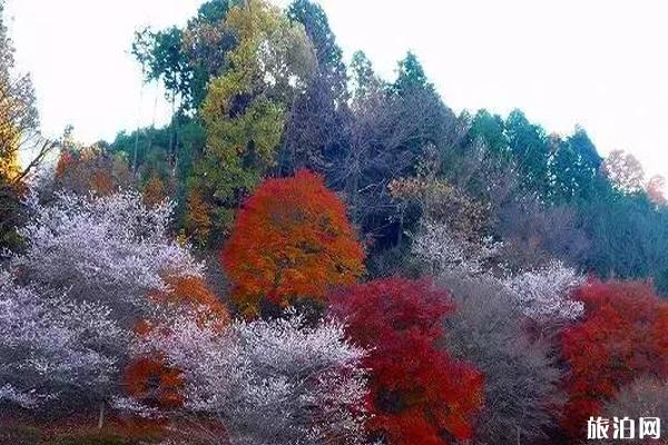 日本秋季樱花衰开的处统统哪些