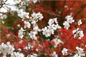 日本秋季樱花盛开的地方有哪些