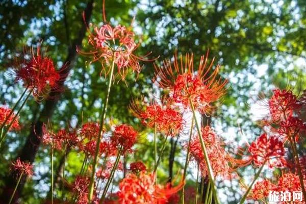 2019年秋季扬州赏花天面保举