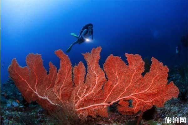高氧潜水是什么 高氧潜水有什么危险