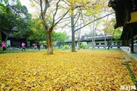 镇江哪里有银杏树观赏