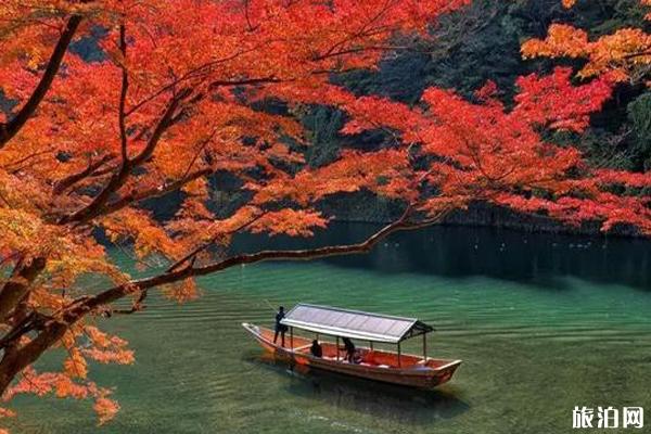 日本看枫叶住哪里最好