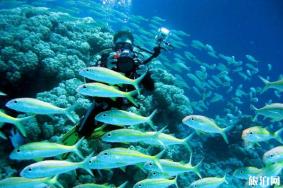 巴厘岛离岛潜水点推荐 蓝梦岛潜水去哪