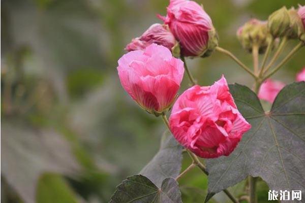 成都芙蓉花在哪里看