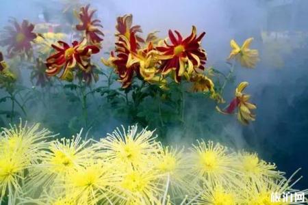 昆明哪里菊花最好看