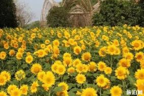 无锡九月赏花景点整理