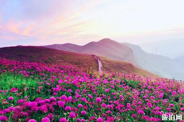 中國最美花海圣地在哪里