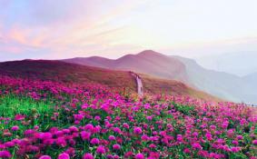 中国最美花海圣地在哪里 最佳观赏时间是什么时候