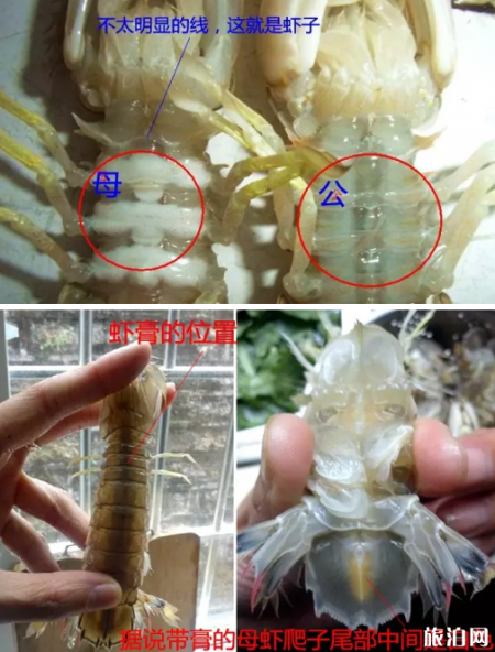 2019渤海湾开海时间 海鲜挑选攻略