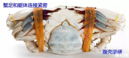 2019渤海湾开海时间 海鲜挑选攻略