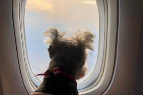 国内哪个航空公司可以带宠物进客舱 带狗狗坐飞机需要什么手续+准备事项