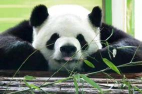 2019年国庆节石家庄动物园熊猫馆开放吗