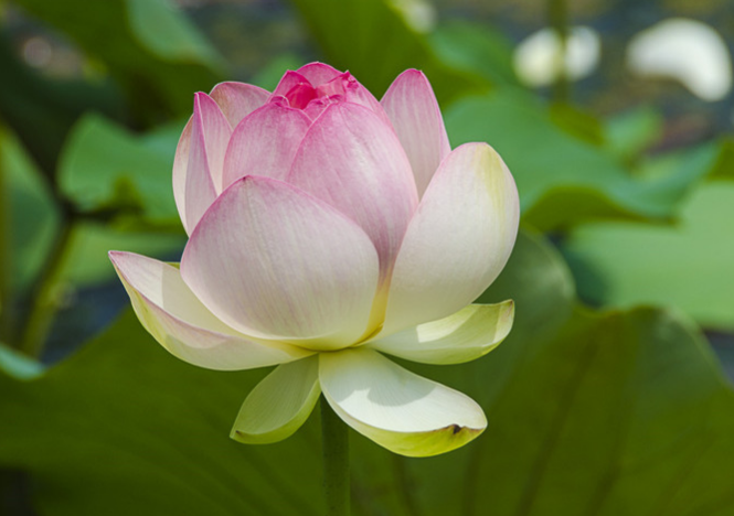 上海鲜花港和上海滨海森林公园游玩攻略