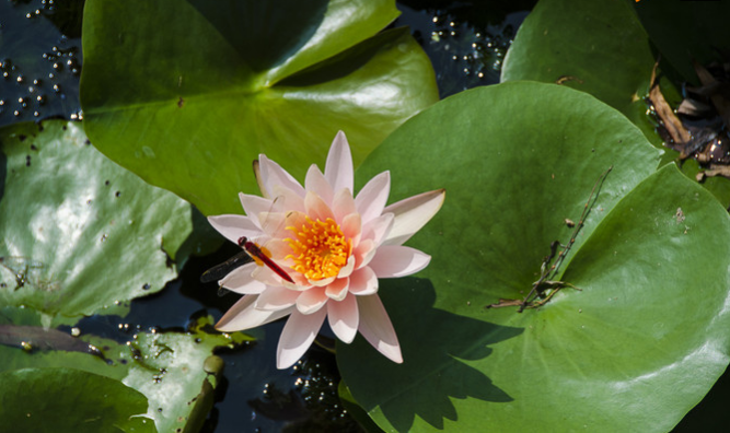 上海鲜花港和上海滨海森林公园游玩攻略