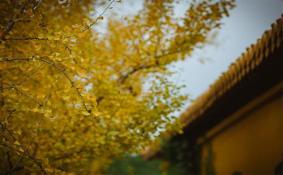 秋季树叶拍摄小技巧