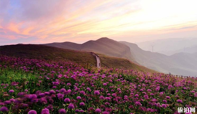 贵州韭菜坪几月开花 毕节韭菜坪门票多少钱