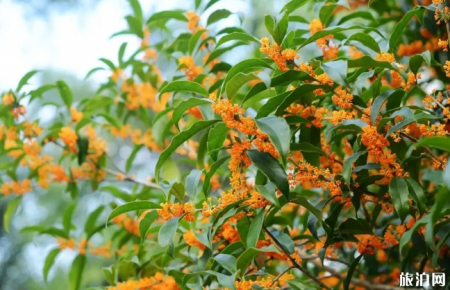 2019教师节上海哪些地方对教师有优惠