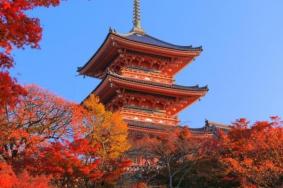 京都红叶季2019 京都红叶什么时间最美