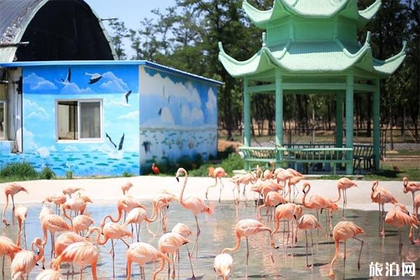 秦皇岛野生动物园一日游玩攻略