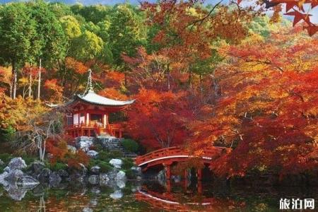 京都红叶季19 京都红叶什么时间最美 旅泊网