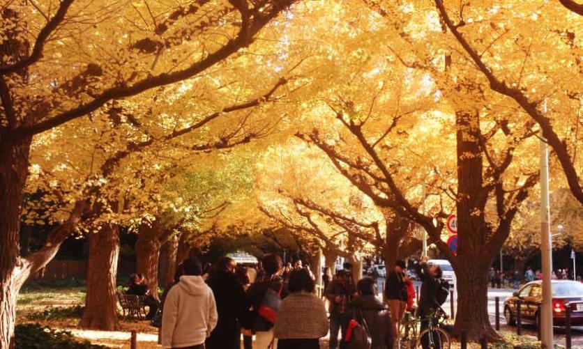 日本紅葉時間表大全2019 日本紅葉季是幾月