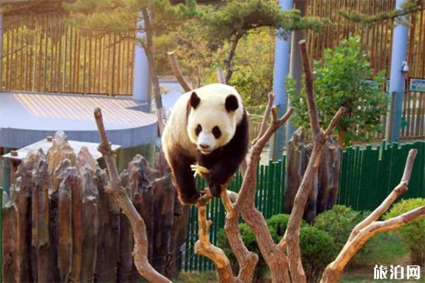 重慶樂和樂都動物園開車進去能喂動物嗎 重慶樂和樂都動物園游玩攻略