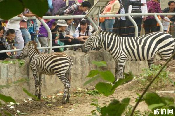 重慶樂和樂都動物園開車進去能喂動物嗎 重慶樂和樂都動物園游玩攻略