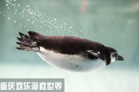 2019重庆欢乐海底世界中秋节特惠活动时间+地点+交通指南