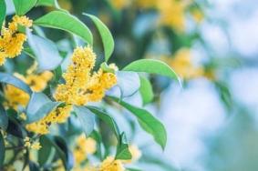 成都中秋节赏桂花攻略